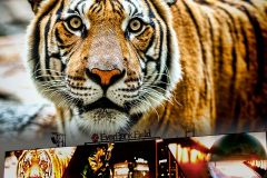 Featured_Everbank_Tiger2sm